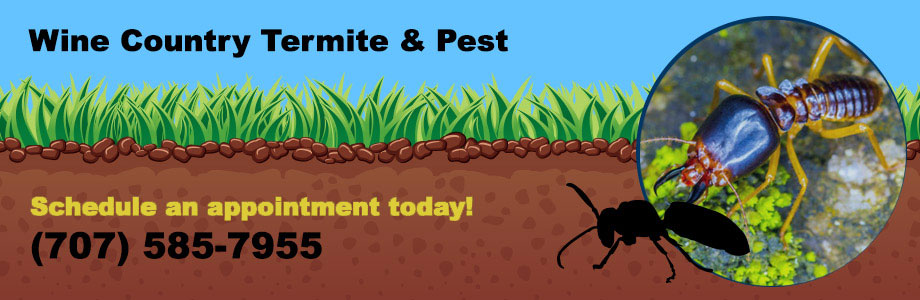 Small Rodent Traps in Sonoma County CA